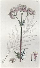 Valerian (Valeriana officinalis), 1804-1811. Artist: Johan Wilhelm Palmstruch