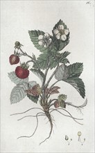 Wild Strawberry (Fragaria vesca), 1804-1811. Artist: Johan Wilhelm Palmstruch