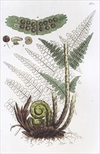 Male Fern (Dryopteris filix-mas), 1804-1811. Artist: Johan Wilhelm Palmstruch