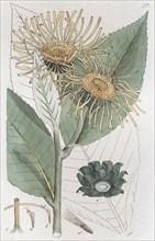 Elecampane (Inula helenium), 1804-1811. Artist: Johan Wilhelm Palmstruch