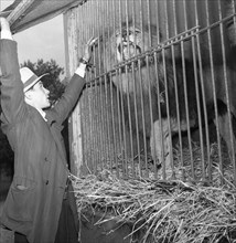 Lion in a cage at Circus Altenburg, Landskrona, Sweden, 1955. Artist: Unknown