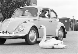 A swan sitting in the road next to a Volkswagen Beetle, Borstahusen, Landskrona, Sweden, 1965. Artist: Unknown