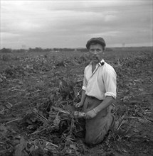 Harvesting sugar beet, Scania, Sweden, 1949. Artist: Otto Ohm