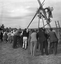Raising the maypole for the Midsummer celebrations, Sweden, 1951. Artist: Torkel Lindeberg