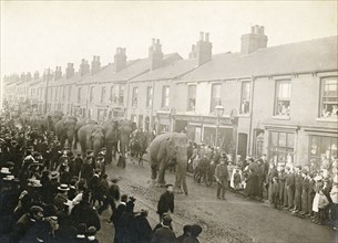 Parade of Barnum and Bailey's Circus elephants, Chesterfield, Derbyshire, 1899. Artist: Unknown