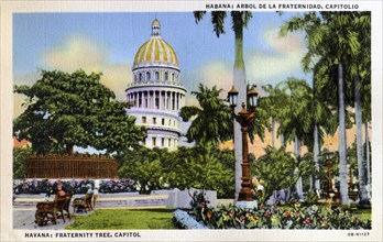 View of the park and Fraternity Tree in front of the Capitol building, Havana, Cuba, 1940. Artist: Unknown