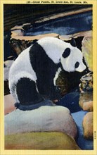 Giant Panda, St Louis Zoo, Missouri, USA, 1940. Artist: Unknown