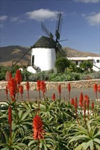 Windmill, Antigua, Fuerteventura, Canary Islands.