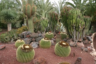 Cactus Garden, Fuerteventura, Canary Islands.