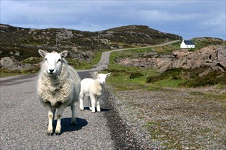 Sheep and lamb, Applecross Peninsula, Highland, Scotland.
