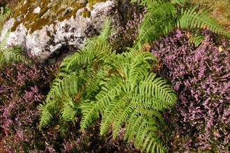 Roadside heather and fern, Scotland.