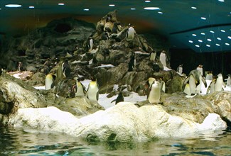 Penguins, Loro Parque, Tenerife, Canary Islands, 2007.