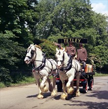 Tetley shire horses, Roundhay Park, Leeds, West Yorkshire, 1968.  Artist: Michael Walters