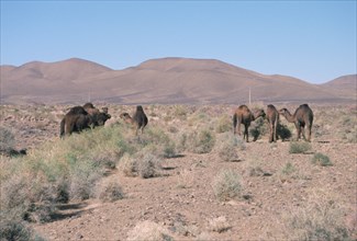 Camels, Trans Atlas road, Morocco.
