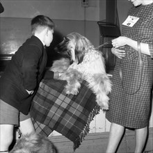 Child with an Afghan Hound at a dog show in Horden, County Durham, 1963.  Artist: Michael Walters