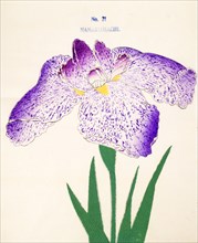 Nanakomachi, No 21, 1890, (colour woodblock print)