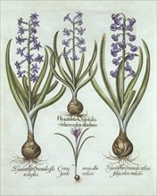 Hyacinths and an Autumn Crocus, from 'Hortus Eystettensis', by Basil Besler (1561-1629), pub. 1613 (