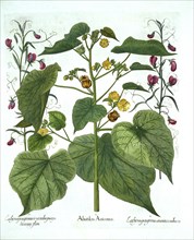 Velvetleaf and Sweet Peas, from 'Hortus Eystettensis', by Basil Besler (1561-1629), pub. 1613 (hand-
