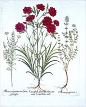 Carnation, Cat Thyme and Common Lavender Cotton, from 'Hortus Eystettensis', by Basil Besler (1561-1