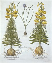 Yellow Turkscap Lily with bulb and Dwarf Blue-Eyed Grass,, from 'Hortus Eystettensis', by Basil Besl