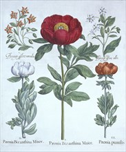Paeonies and Borage, from 'Hortus Eystettensis', by Basil Besler (1561-1629), pub. 1613 (hand-colour