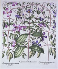 Three Types of Clematis, from 'Hortus Eystettensis', by Basil Besler (1561-1629), pub. 1613 (hand-co