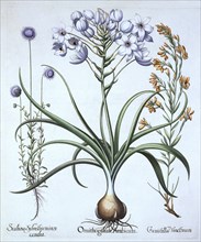 Star of Bethlehem , with Blue Flowered Sheep's Bit and Dyer's Greenwood, from 'Hortus Eystettensis',