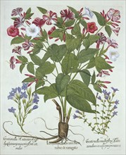 The 'Marvel of Peru' and Two Varieties of Gentian, from 'Hortus Eystettensis', by Basil Besler (1561