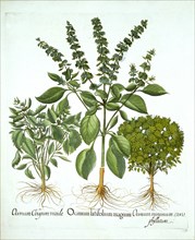 Holy Basil, and Two Further Varieties of Basil, from 'Hortus Eystettensis', by Basil Besler (1561-16