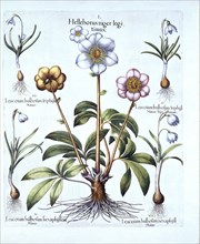 Christmas Rose and Snowdrop Variations, from 'Hortus Eystettensis', by Basil Besler (1561-1629), pub
