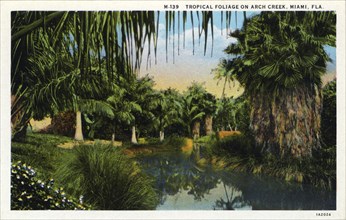 Tropical foliage on Arch Creek, Miami, Florida, USA, 1931. Artist: Unknown