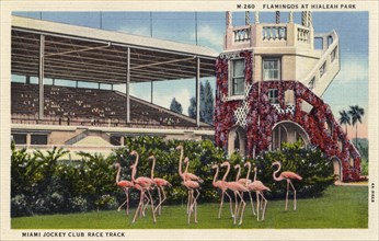 Flamingos at Hialeah Park, Miami Jockey Club race track, Miami, Florida, USA, 1934. Artist: Unknown