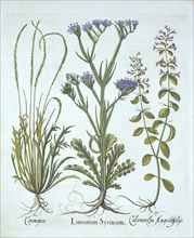 Sea Lavender, Swine Cress, Calamint, from 'Hortus Eystettensis', by Basil Besler (1561-1629), pub. 1