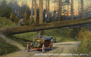 The 'Fallen Monarch', Woodland Park, Seattle, Washington, USA, 1911. Artist: Unknown