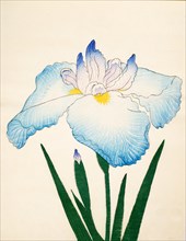 Sazanami, No. 68, 1890, (colour woodblock print)