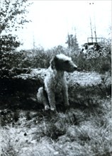 'Hitler', Field Marshal Bernard Montgomery's pet terrier, c1940s(?). Artist: Unknown