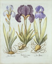 Three varieties of rhizomatous beardless irises,  from 'Hortus Eystettensis', by Basil Besler (1561-