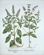 Basil, from 'Hortus Eystettensis', by Basil Besler (1561-1629), pub. 1613 (hand-coloured engraving)