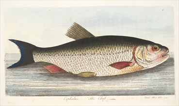 The Chub, from A Treatise on Fish and Fish-ponds, pub. 1832 (hand coloured engraving)