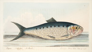 The Shad, from A Treatise on Fish and Fish-ponds, pub. 1832 (hand coloured engraving)