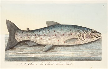 The Trout, from A Treatise on Fish and Fish-ponds, pub. 1832 (hand coloured engraving)