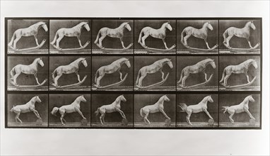 Horse on Rockers and Horse Rolling a Barrel, Plate 649 from Animal Locomotion, 1887 (photograph)