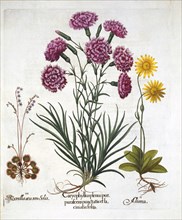 i. Carnation, Dianthius, ii. Arnica & iii. Round Leaved Sundew from 'Hortus Eystettensis', by Basil