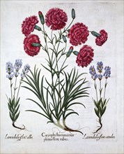 Red Carnation and Lavender, from 'Hortus Eystettensis', by Basil Besler (1561-1629), pub. 1613 (hand