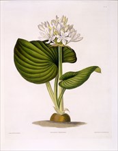 Pancratium Amboinense, 1831-1834.
