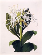 Pancratium Speciosum, 1831-1834.