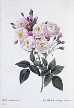 Rosa Noisettiana, 1824-1826.