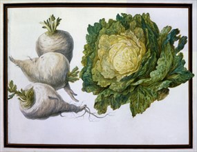 Turnip, Cabbage.