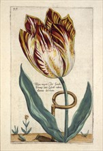 Tulipa Mayor Do Jacobi Bommy, 1614.