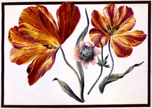 Tulips and Anenome, c. 1690.